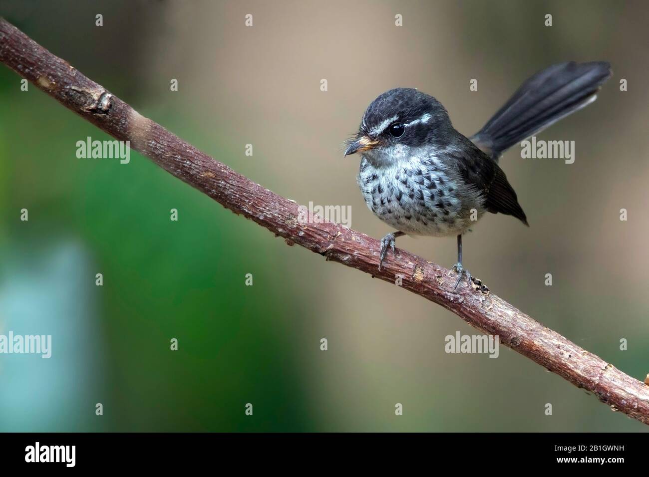 Spilodera hi-res stock photography and images - Alamy