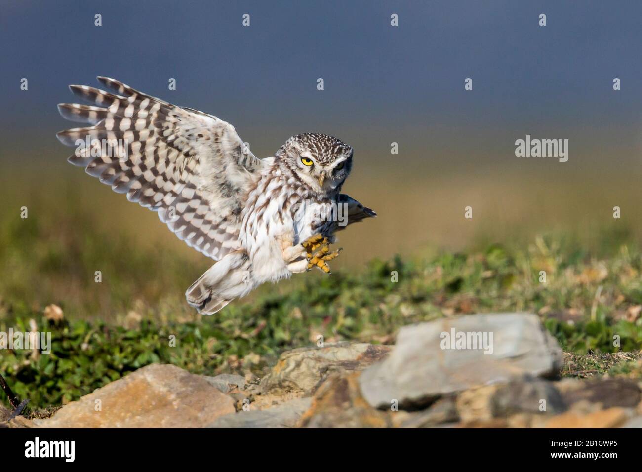 West European Little Owl (Athene noctua vidalii, Athene vidalii), male in flight, Spain Stock Photo