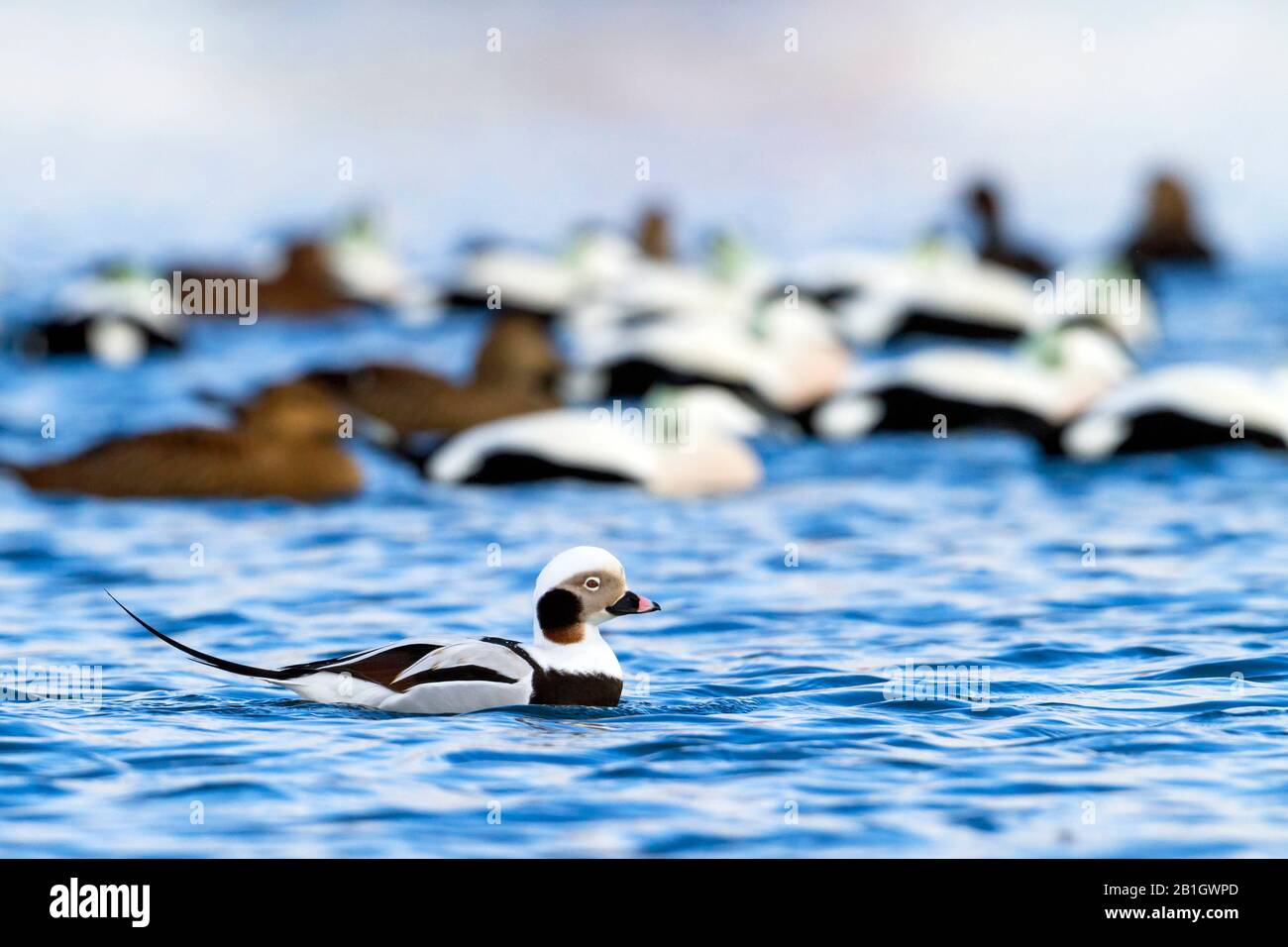 long-tailed duck (Clangula hyemalis), swimming drake, sideview, Norway Stock Photo