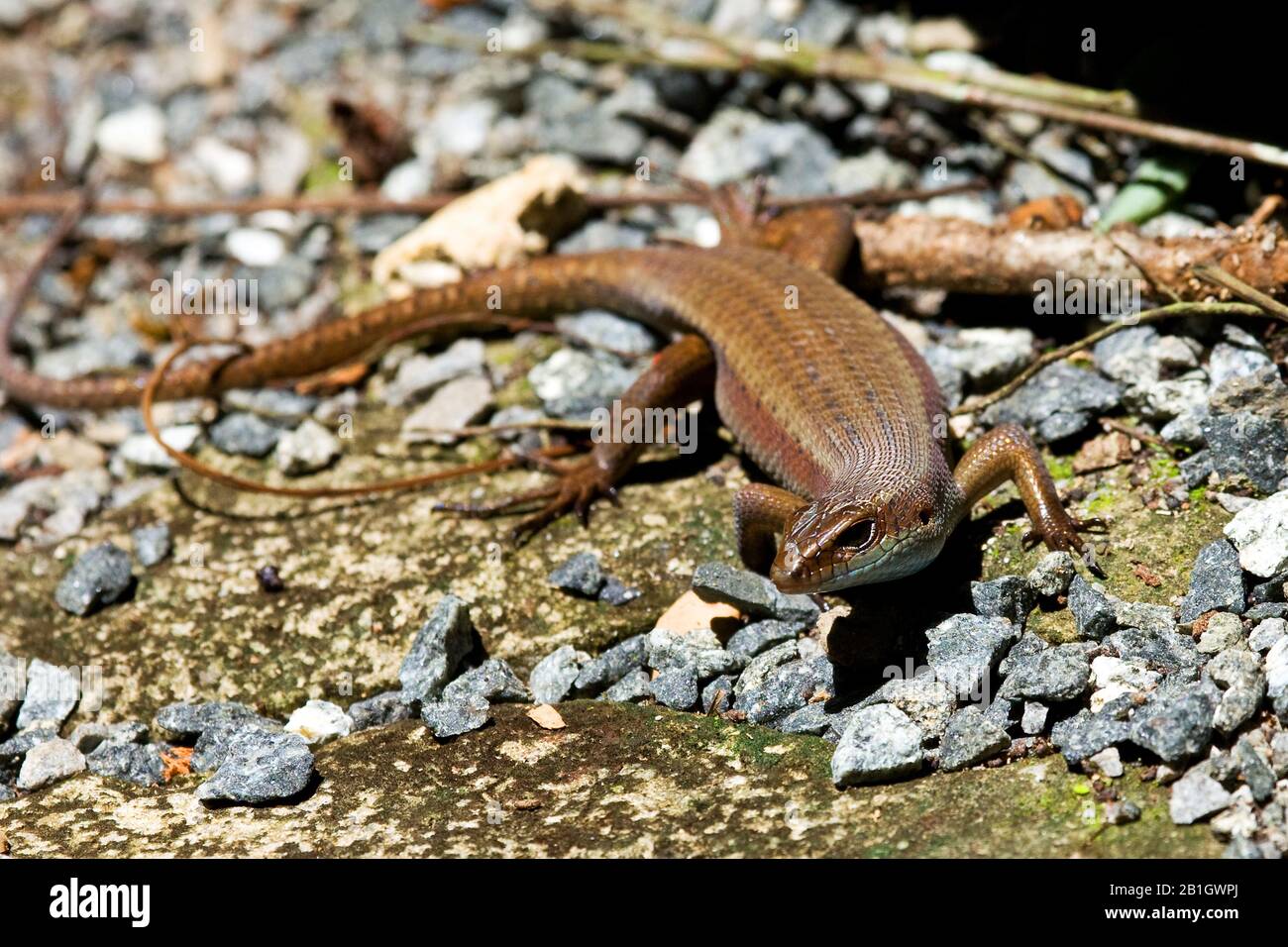 East Indian brown mabuya, many-lined sun skink, many-striped skink, common sun skink, golden skink (Eutropis multifasciata), on stony ground, front view, Malaysia, Borneo Stock Photo