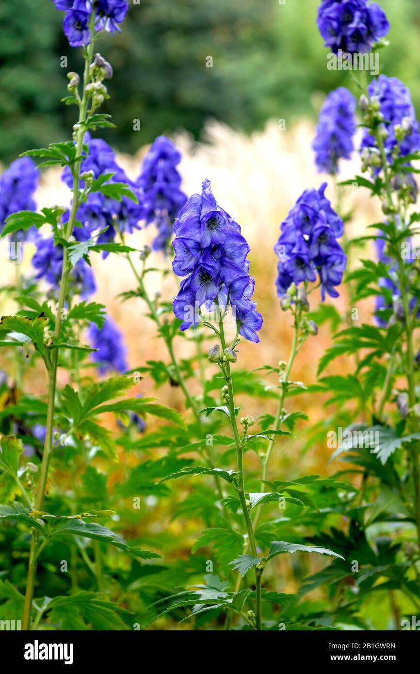 Aconitum carmichaelii (Aconitum carmichaelii var. wilsonii, Aconitum wilsonii), blooming, Germany, Lower Saxony Stock Photo