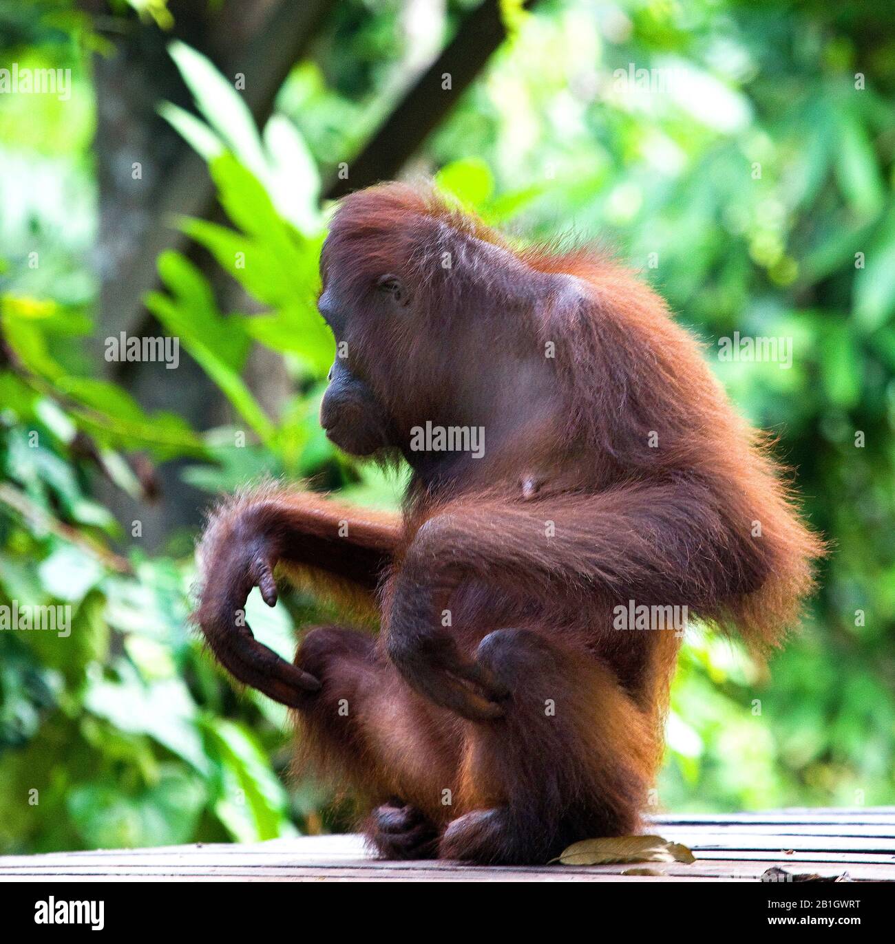 Bornean orangutan (Pongo pygmaeus pygmaeus), female sitting, Malaysia, Borneo, Sepilok Orangutan Rehabilitation Centre Stock Photo
