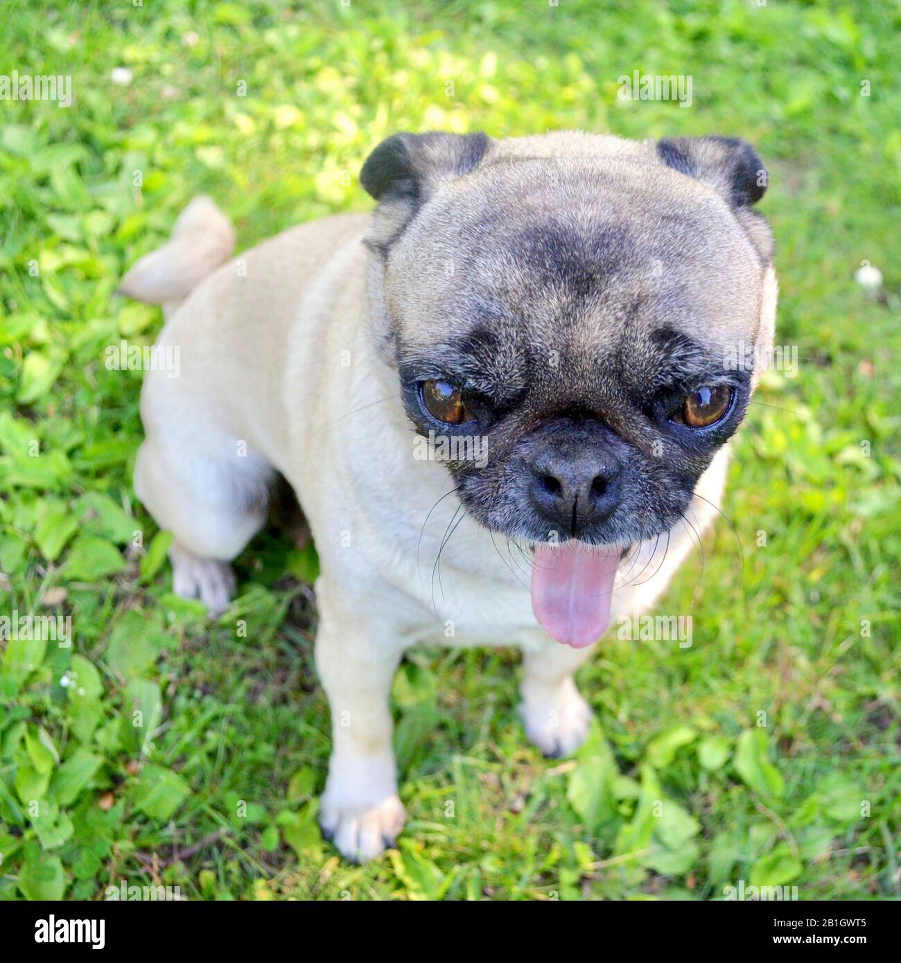On a hot summer day, a pug dog is panting with its little tongue sticking out. Stock Photo