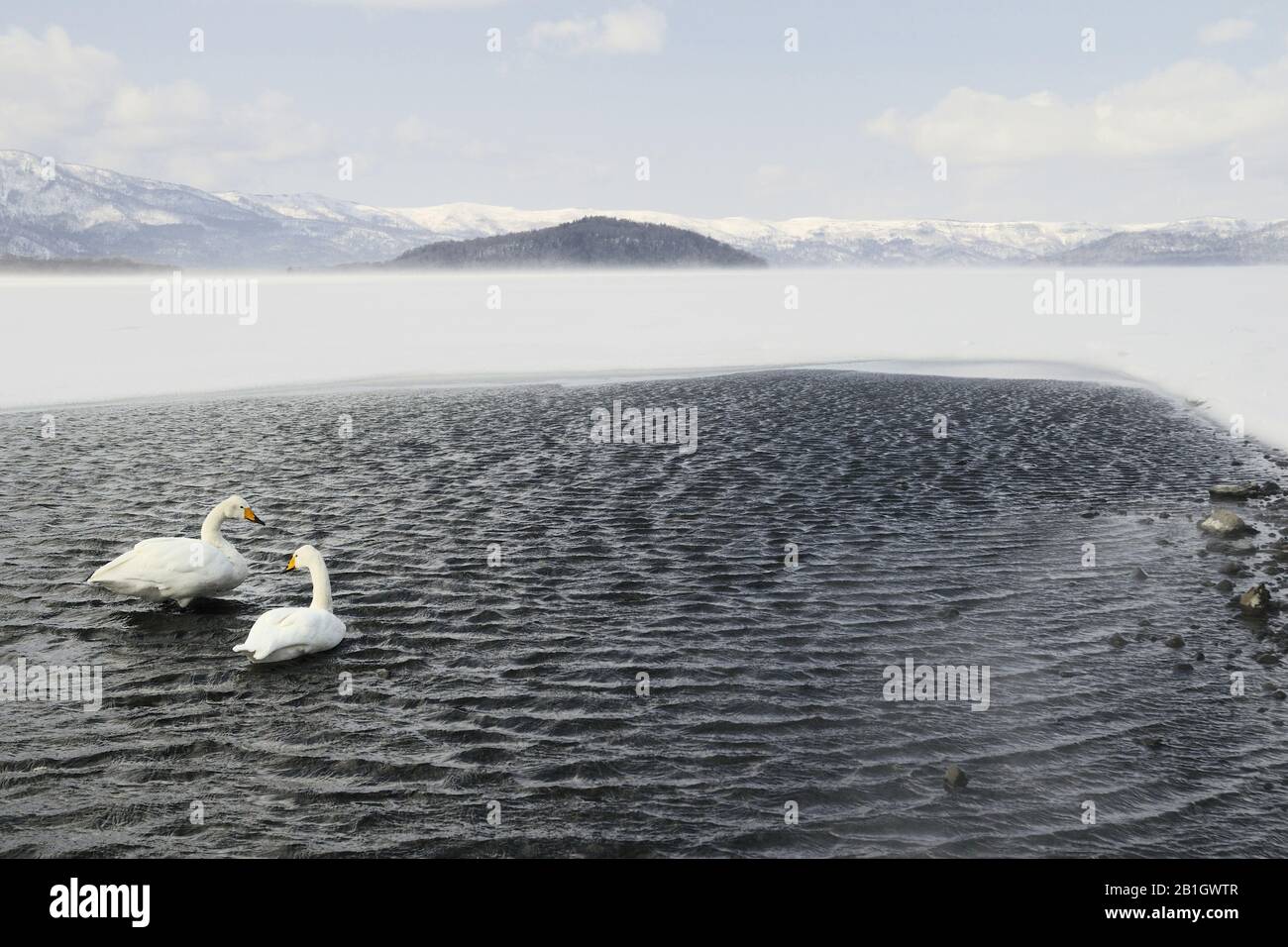 whooper swan (Cygnus cygnus), two whooper swans on Kussharo Lake in winter, Japan, Hokkaido, Kussharo Lake Stock Photo