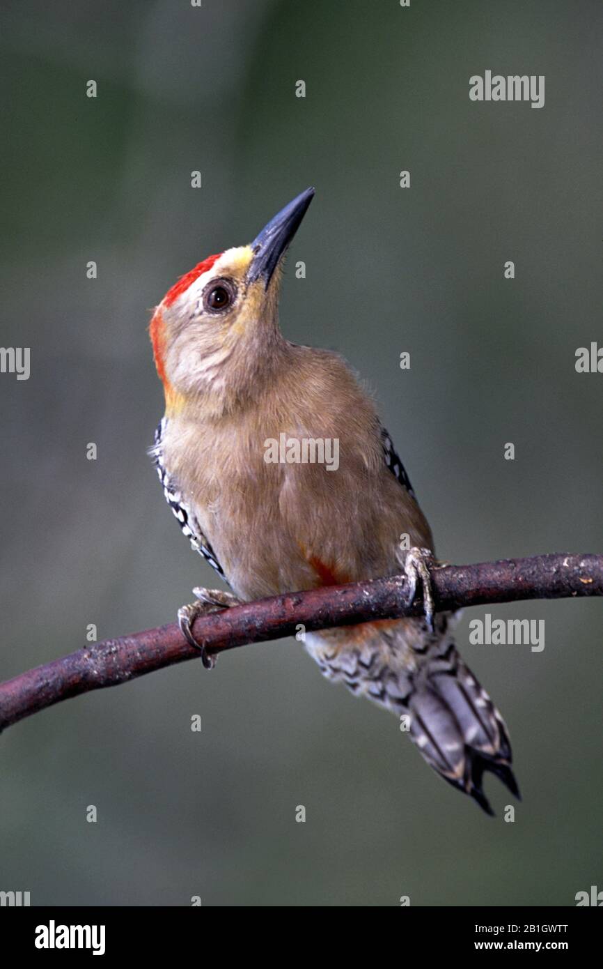 red-crowned woodpecker (Melanerpes rubricapillus), on a branch, Venezuela, Henri Pittier National Park Stock Photo