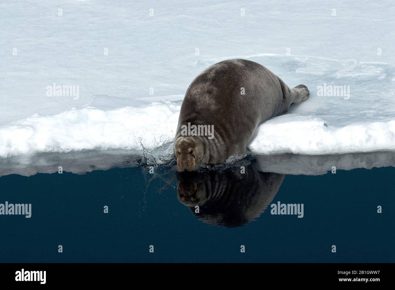 bearded seal (Erignathus barbatus), on pack-ice, Norway, Svalbard Stock Photo
