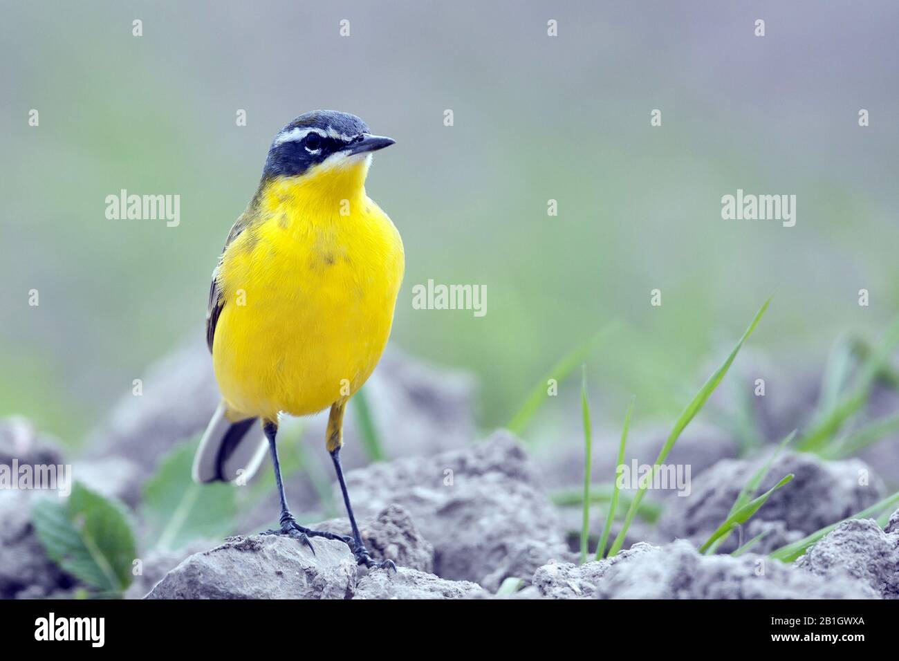 Yellow wagtail, Iberian wagtail, Spanish Wagtail (Motacilla flava iberiae, Motacilla iberiae), male, Spain, Balearic Islands, Majorca Stock Photo