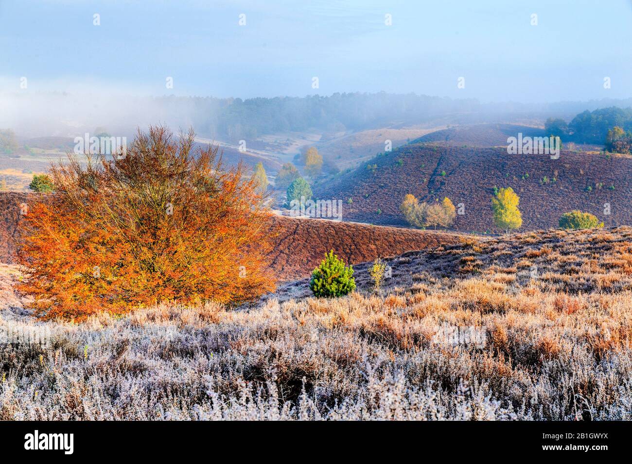 Haze Zijperberg during Fall, Netherlands, Gelderland, Arnhem Land Stock Photo