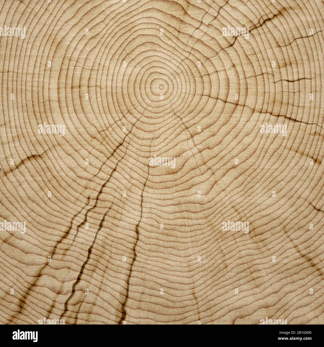Tree rings hires stock photography and images Alamy
