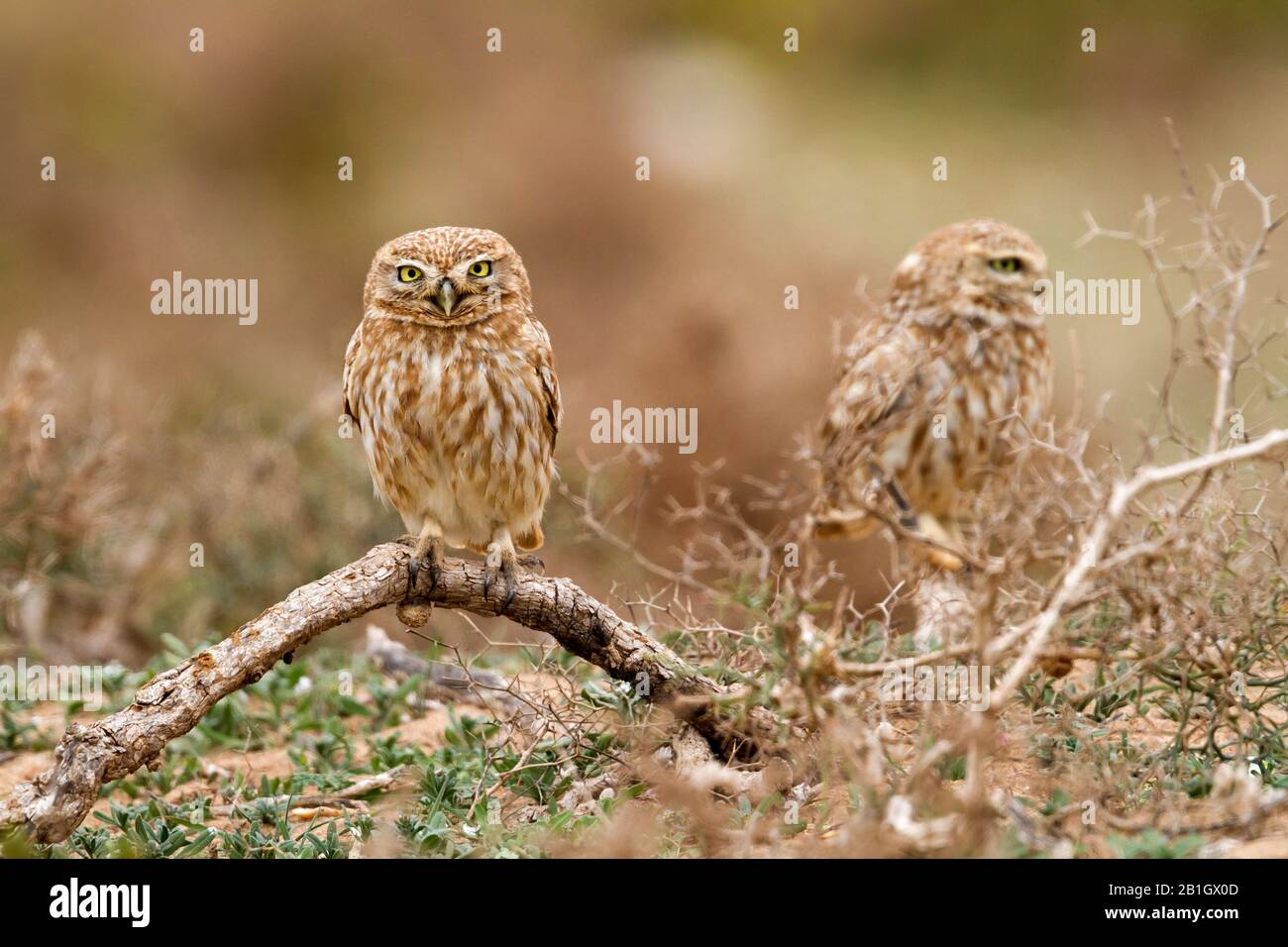 Saharian little owl (Athene noctua saharae, Athene saharae), perching in a pricky shrub, looking toward camera, Morocco Stock Photo