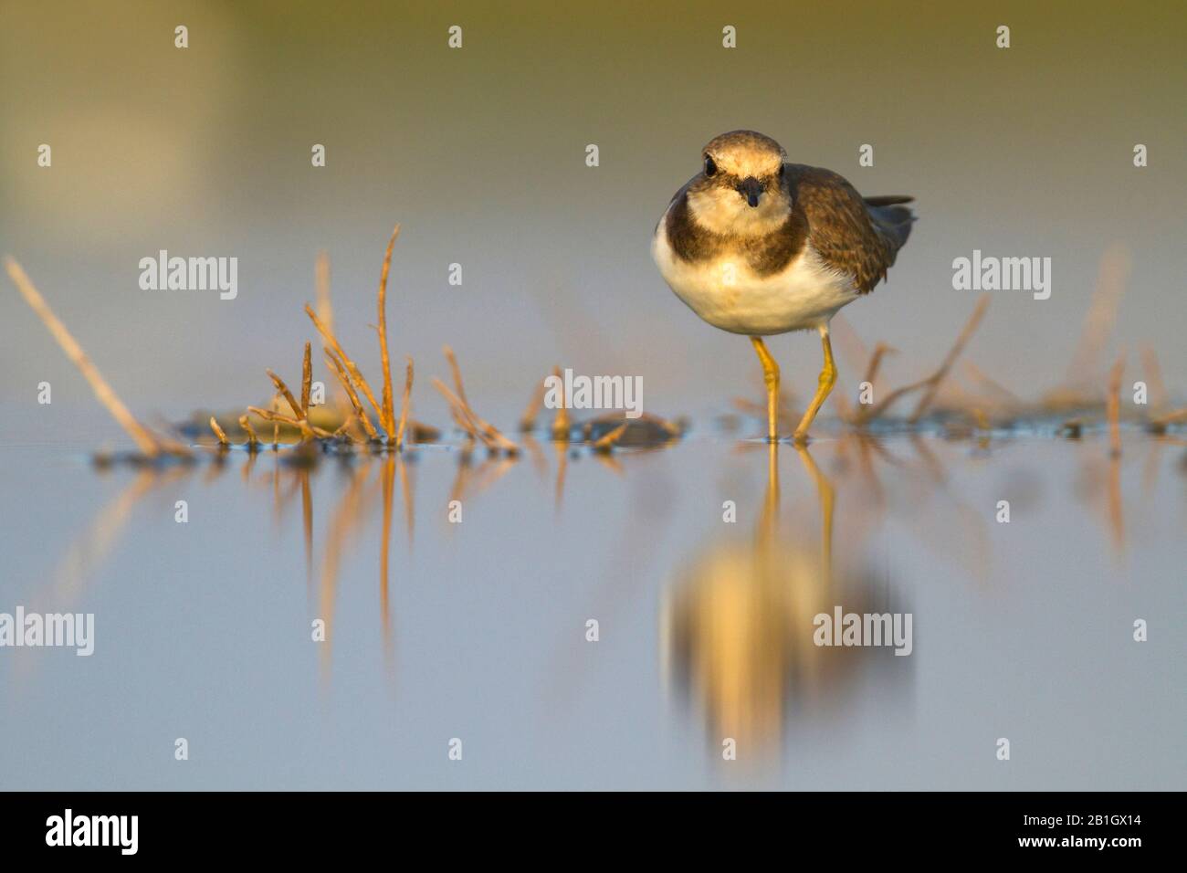 African little ringed plover (Charadrius dubius curonicus, Charadrius ...