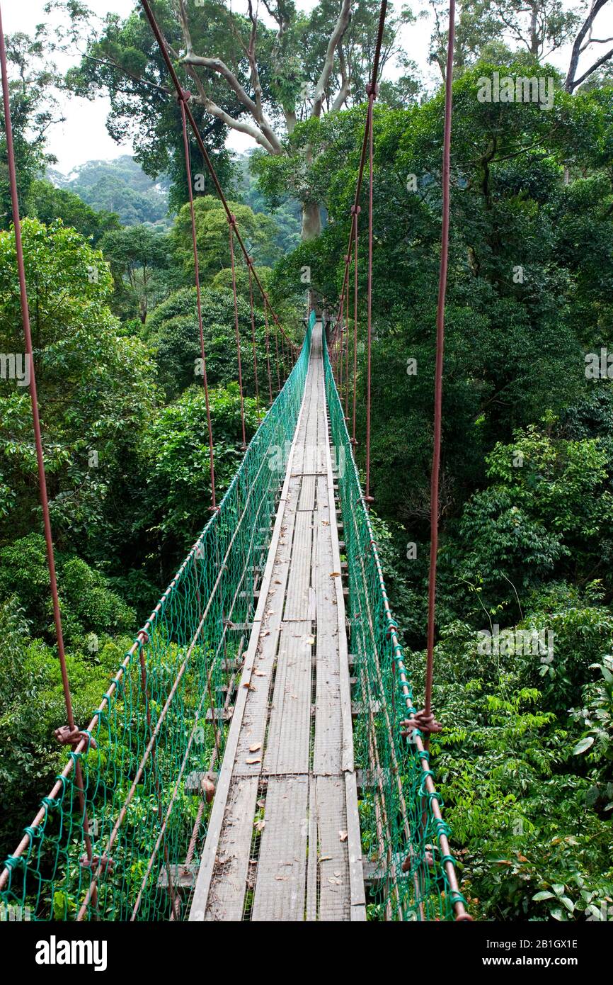 Canopy Walk Danum Valley, Malaysia, Borneo, Danum Valley Stock Photo
