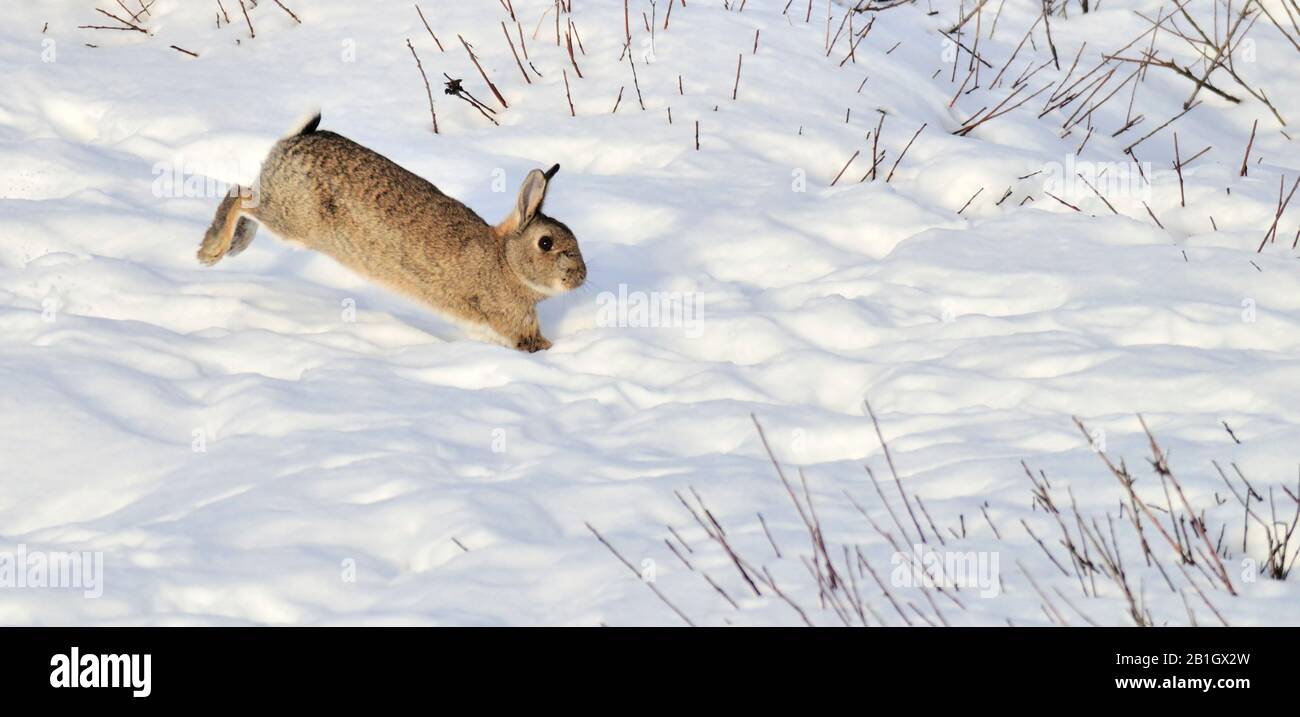 European rabbit (Oryctolagus cuniculus), jumps in snow, Netherlands, Den Helder Stock Photo