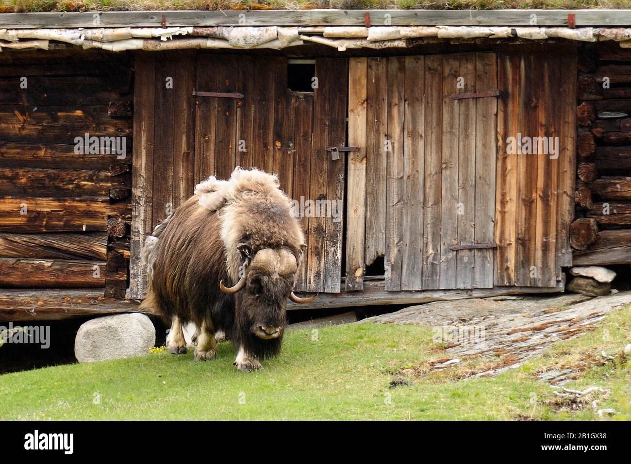 Muskox (Ovibos moschatus), in front of a wooden hut, Norway Stock Photo