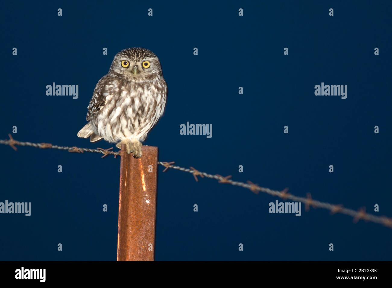 West European Little Owl (Athene noctua vidalii, Athene vidalii), sitting on a barbwire fence, Spain Stock Photo