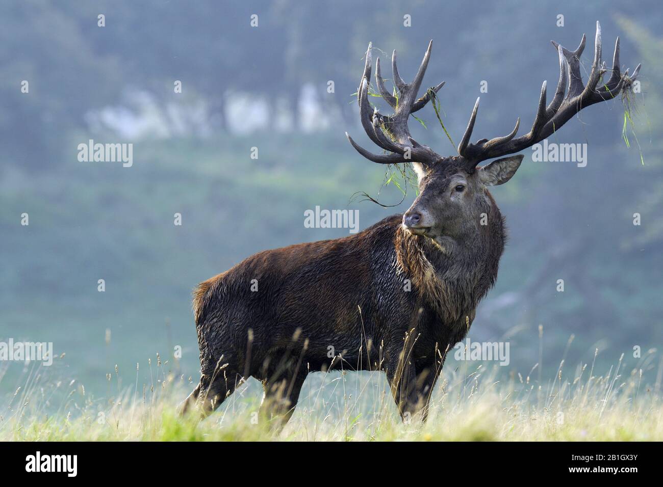 red deer (Cervus elaphus), rutting stag in a clearing, Denmark, Zealand (Denmark) Stock Photo
