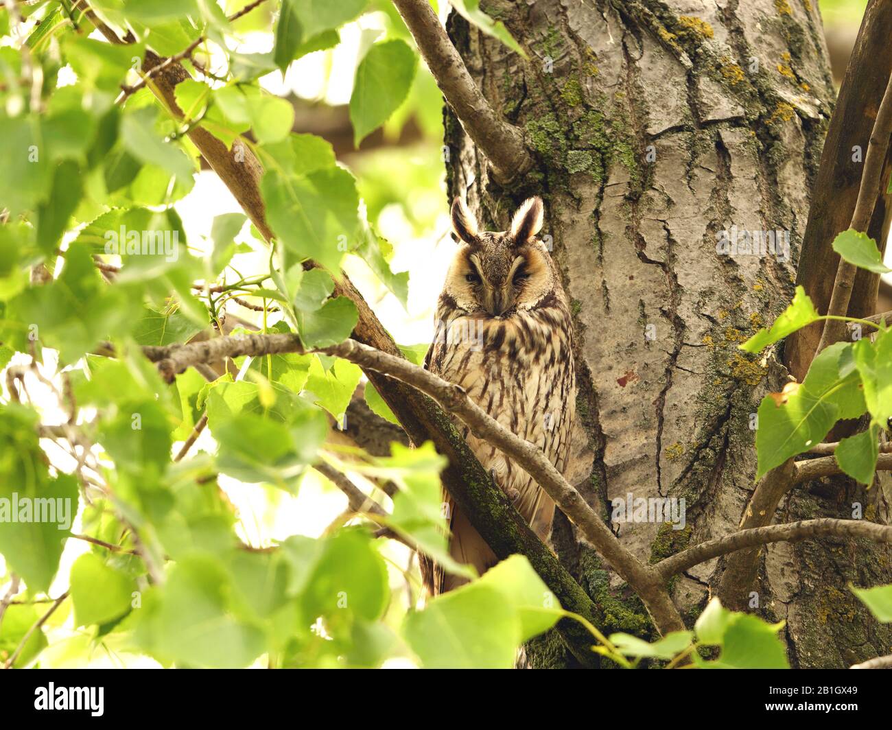 long-eared owl (Asio otus), perching on a tree, front view, Austria, Burgenland, Neusiedler See National Park Stock Photo