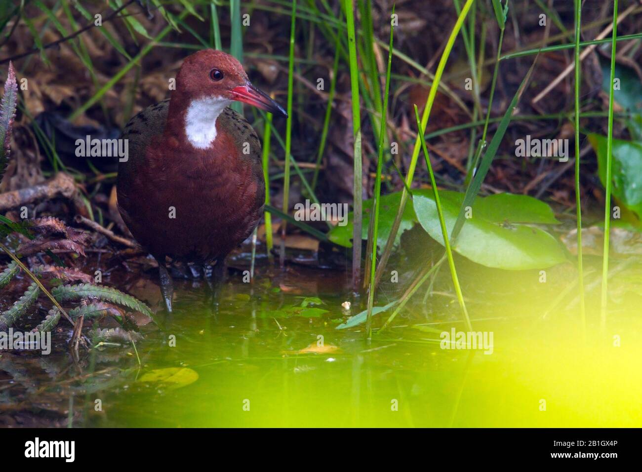 White-throated Rail (Dryolimnas cuvieri), endemic to Madagascar and the last flightless species of bird in the Indian Ocean, Madagascar Stock Photo