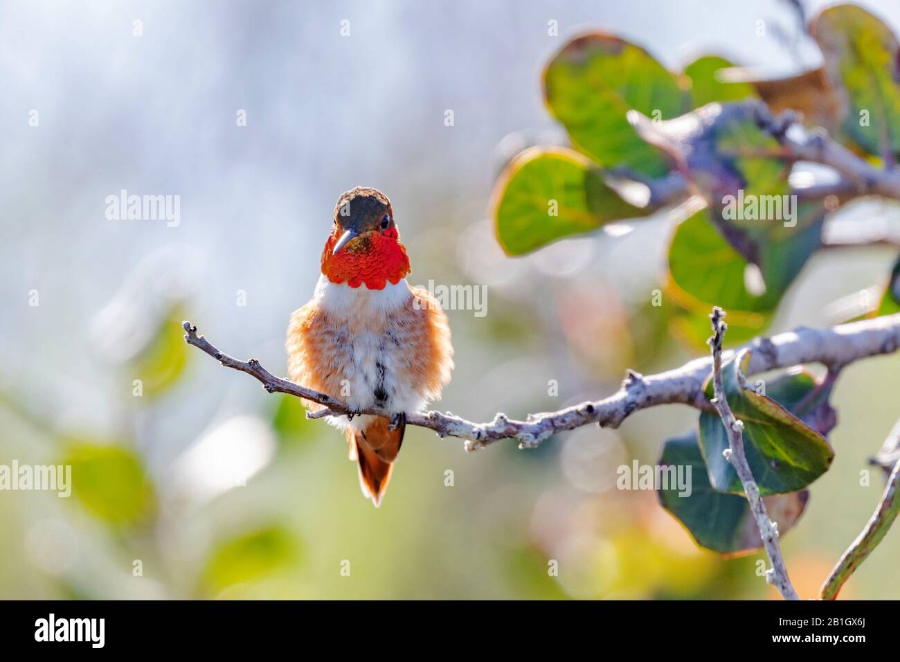 Allen's hummingbird (Selasphorus sasin), male perching on a branch, front view, USA, California, Crystal Cove State Park Stock Photo