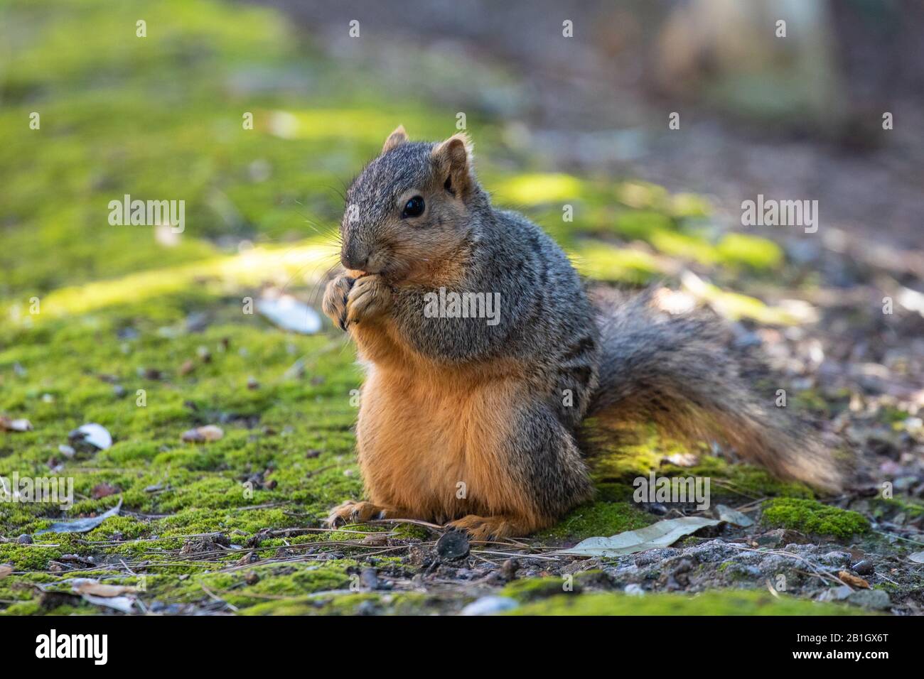 eastern fox squirrel (Sciurus niger), eating seeds, USA, California, Crystal Cove State Park Stock Photo
