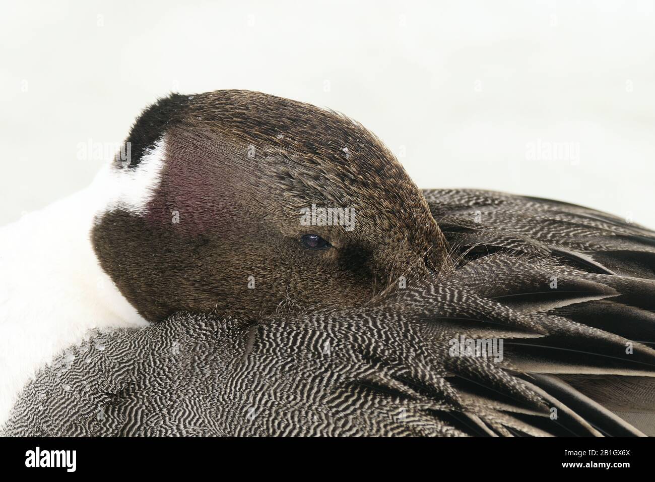 northern pintail (Anas acuta), male sleeping, Japan, Hokkaido Stock Photo