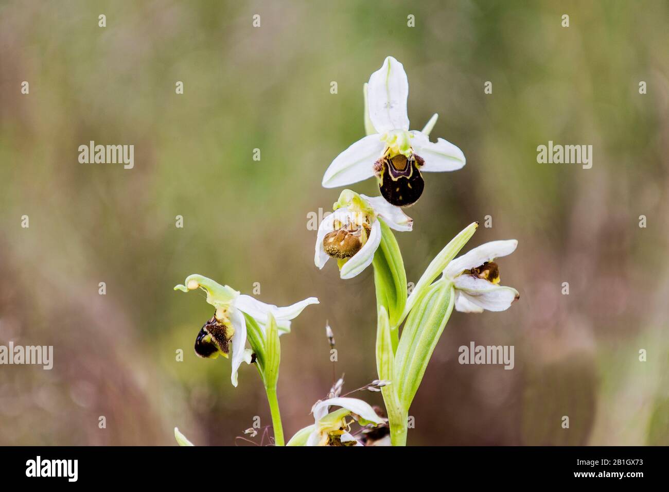 later spider orchid (Ophrys holoserica, Ophrys holosericea, Ophrys fuciflora), blooming, France Stock Photo