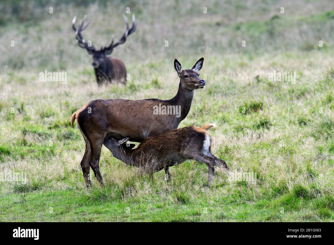 red deer (Cervus elaphus), doe suckling her calf, side view, Denmark, Zealand (Denmark) Stock Photo