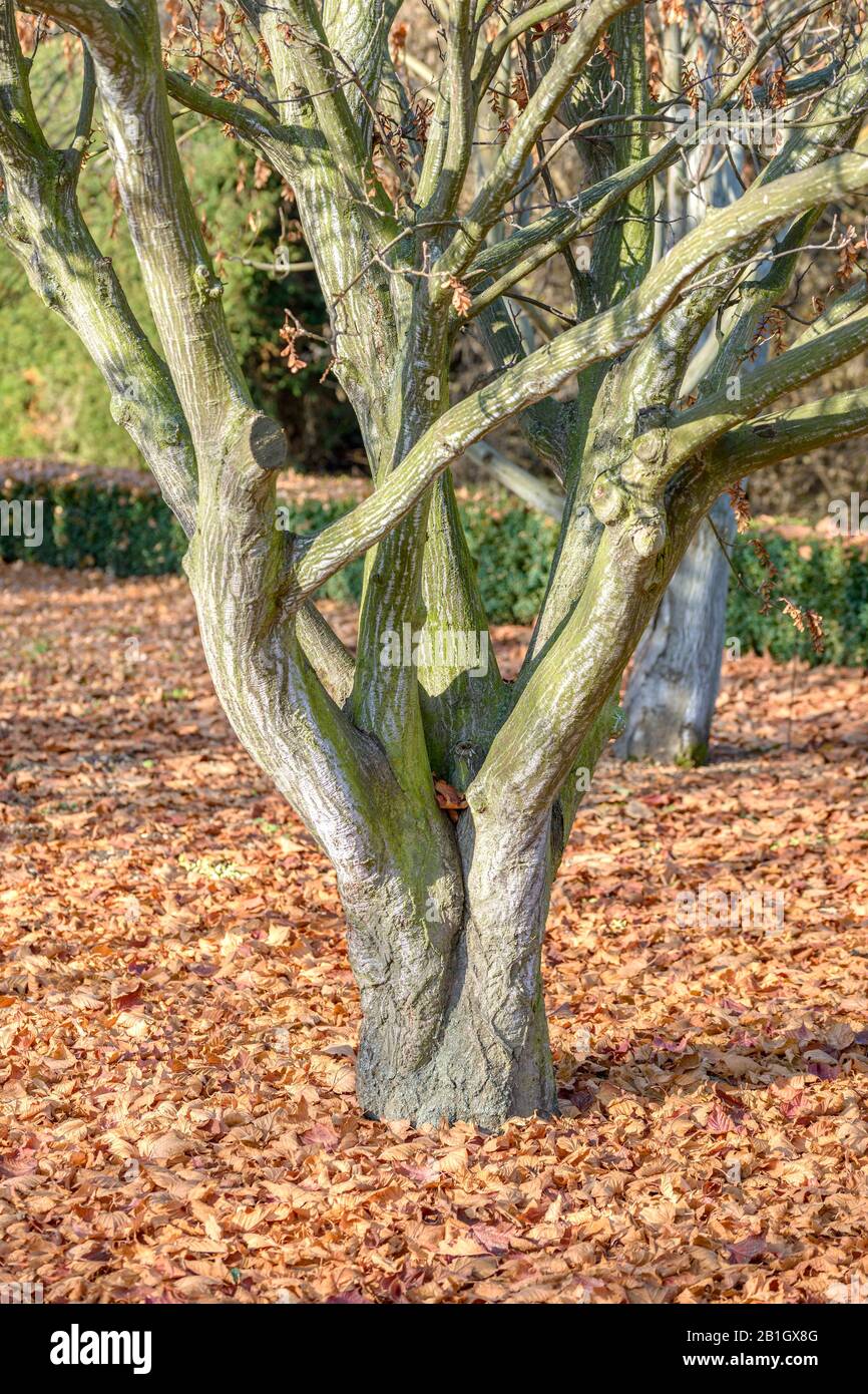 Erable rufinerve, Red-veined Maple (Acer rufinerve 'Albolimbatum', Acer rufinerve Albolimbatum), cultivar Albolimbatum, Czech Republic, Prague Stock Photo