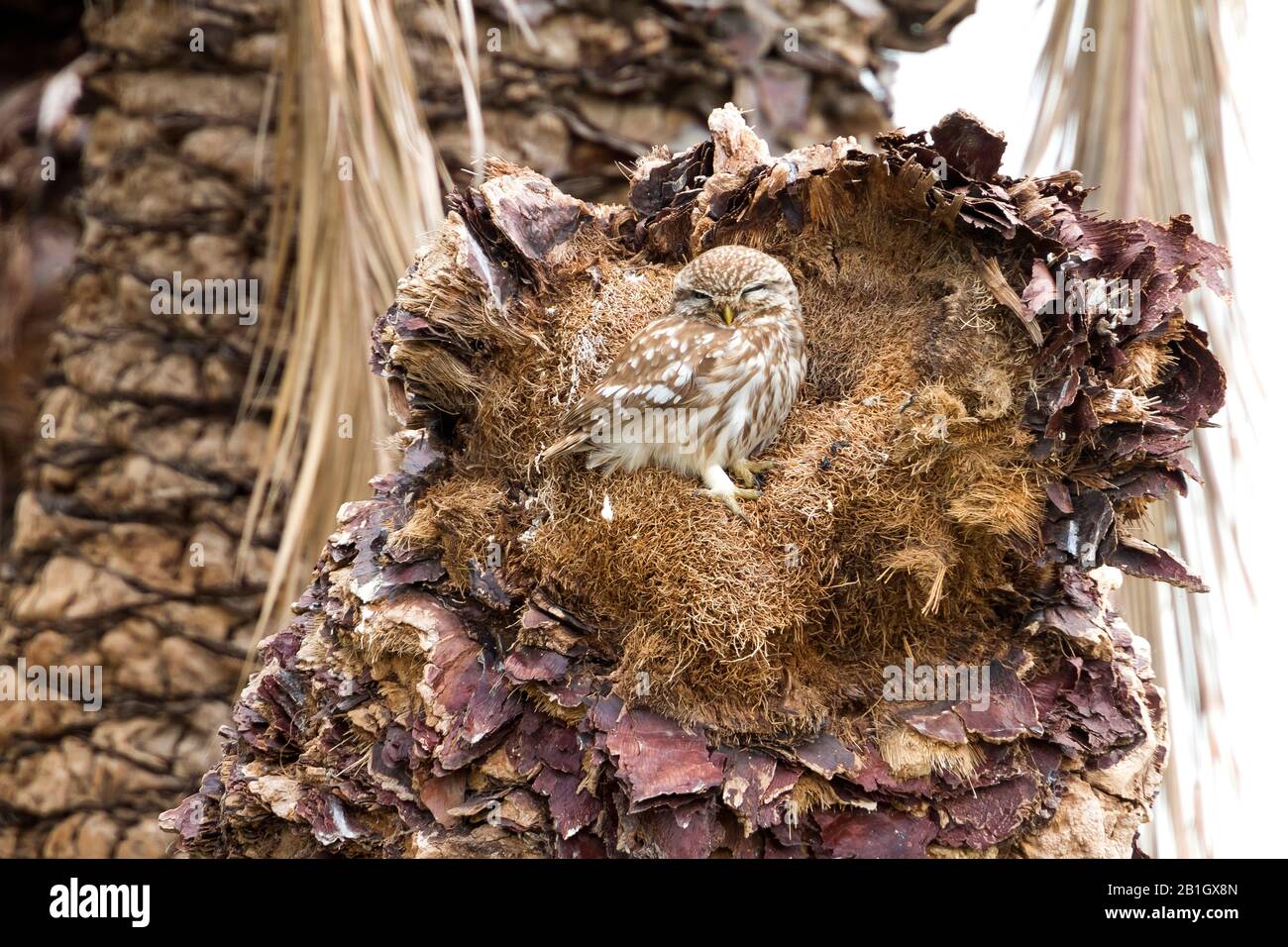 Lilith owl (Athene noctua lilith, Athene lilith), on dead palm, Cyprus Stock Photo