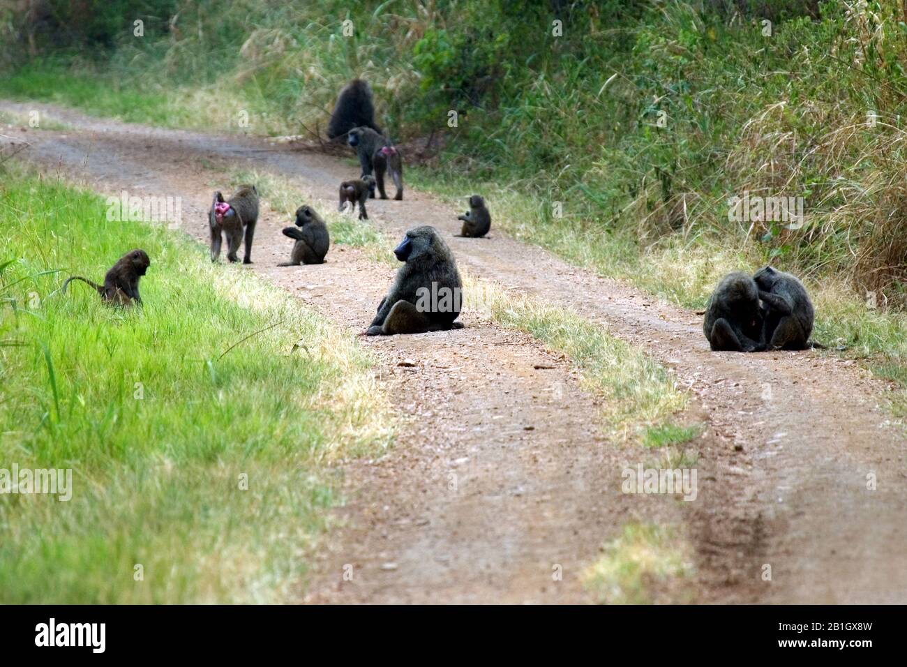 yellow baboon, savannah baboon, anubius baboon, olive baboon (Papio anubis, Papio cynocephalus anubis), group with young animals on a path, Uganda Stock Photo