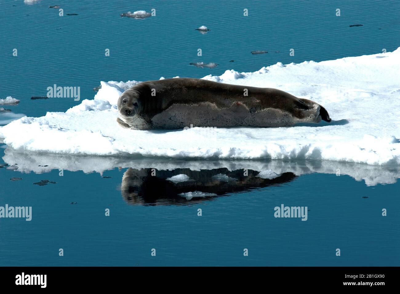 bearded seal (Erignathus barbatus), on pack-ice, Norway, Svalbard Stock Photo