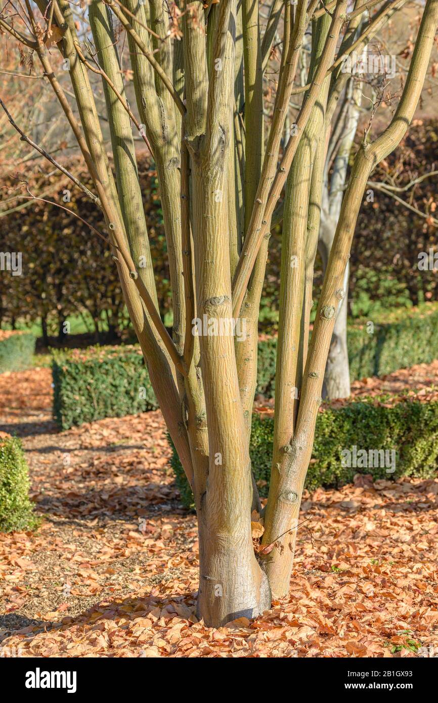 Hawthorn Maple (Acer crataegifolium 'Veitchii', Acer crataegifolium Veitchii), cultivar Veitchii, Czech Republic, Prague Stock Photo