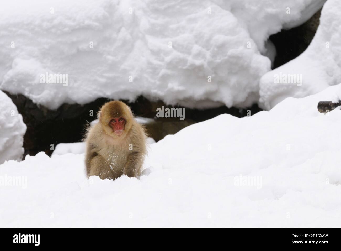 Japanese macaque, snow monkey (Macaca fuscata), youngster in snow, Japan, Nagano, Jigokudani Yaen Koen Stock Photo