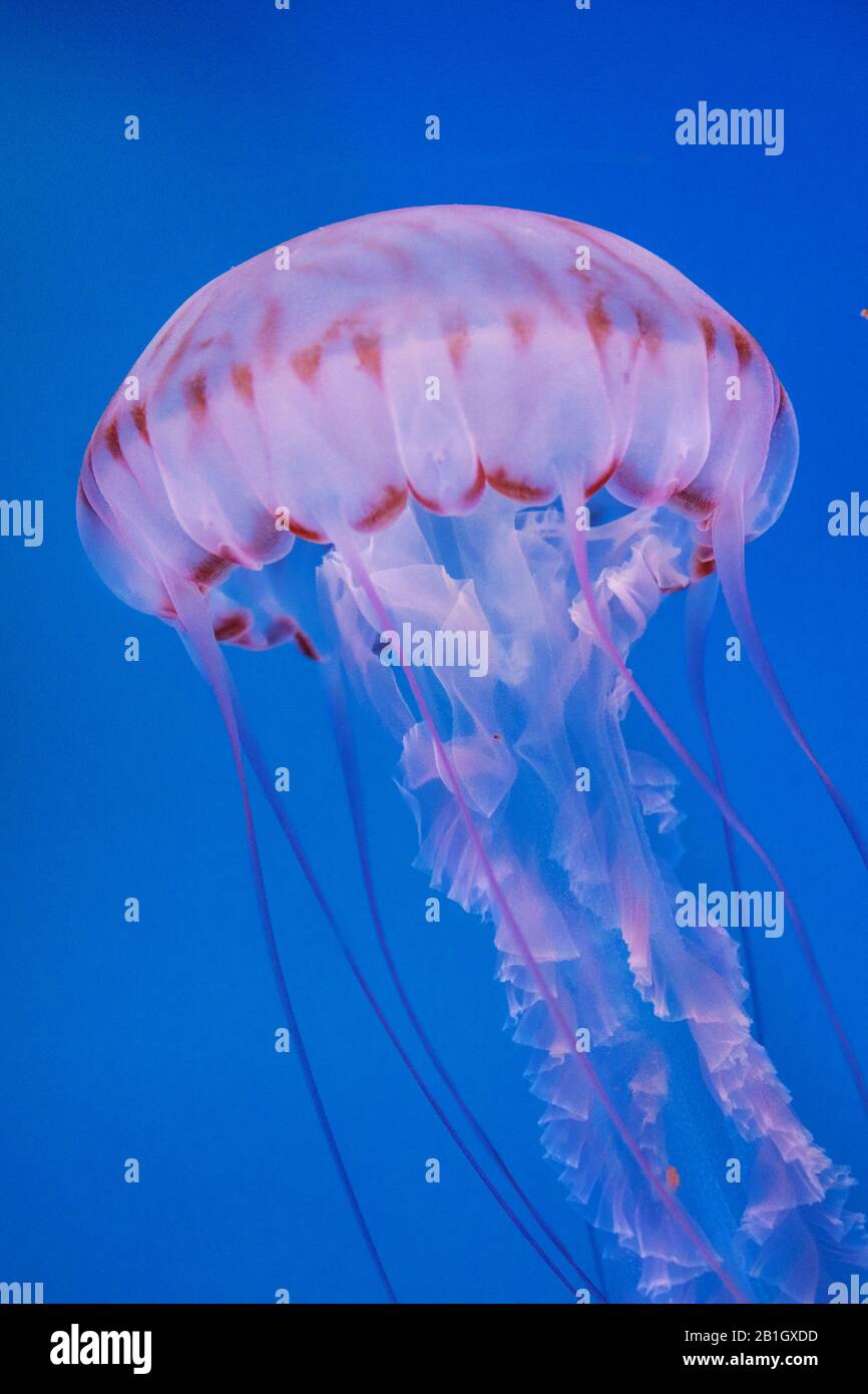 Purple Striped Jellyfish (Chrysaora colorata), swimming, side view, USA, California Stock Photo
