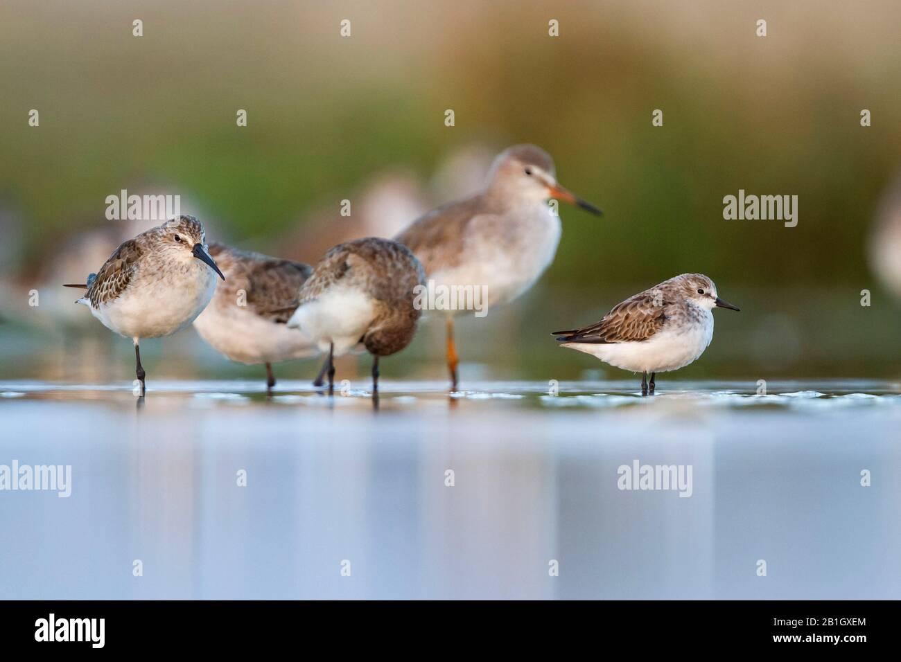 little stint (Calidris minuta), with curlew sandpipers in shallow water, Oman Stock Photo