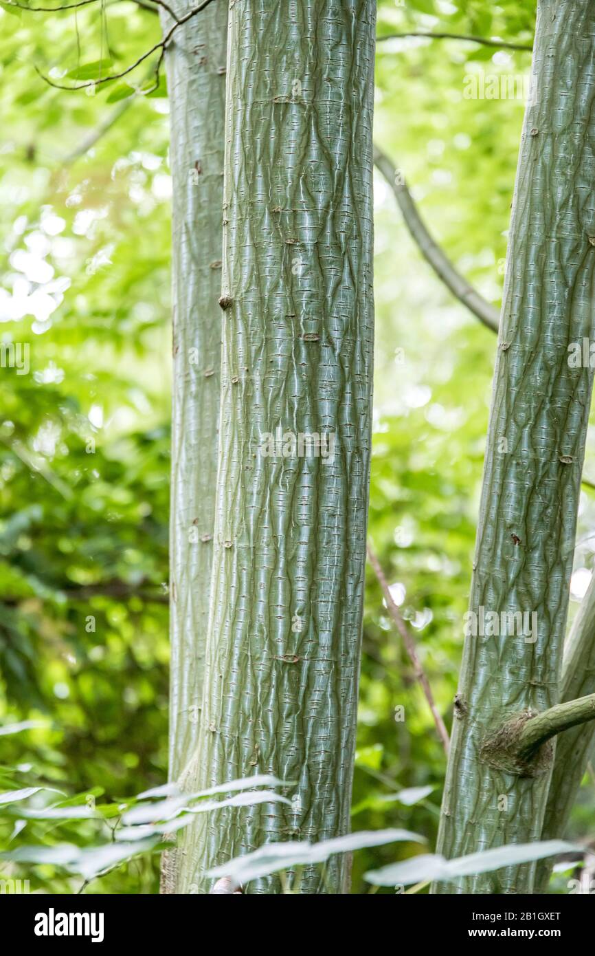 père david's maple, Snake Bark Maple (Acer davidii), trunk Stock Photo