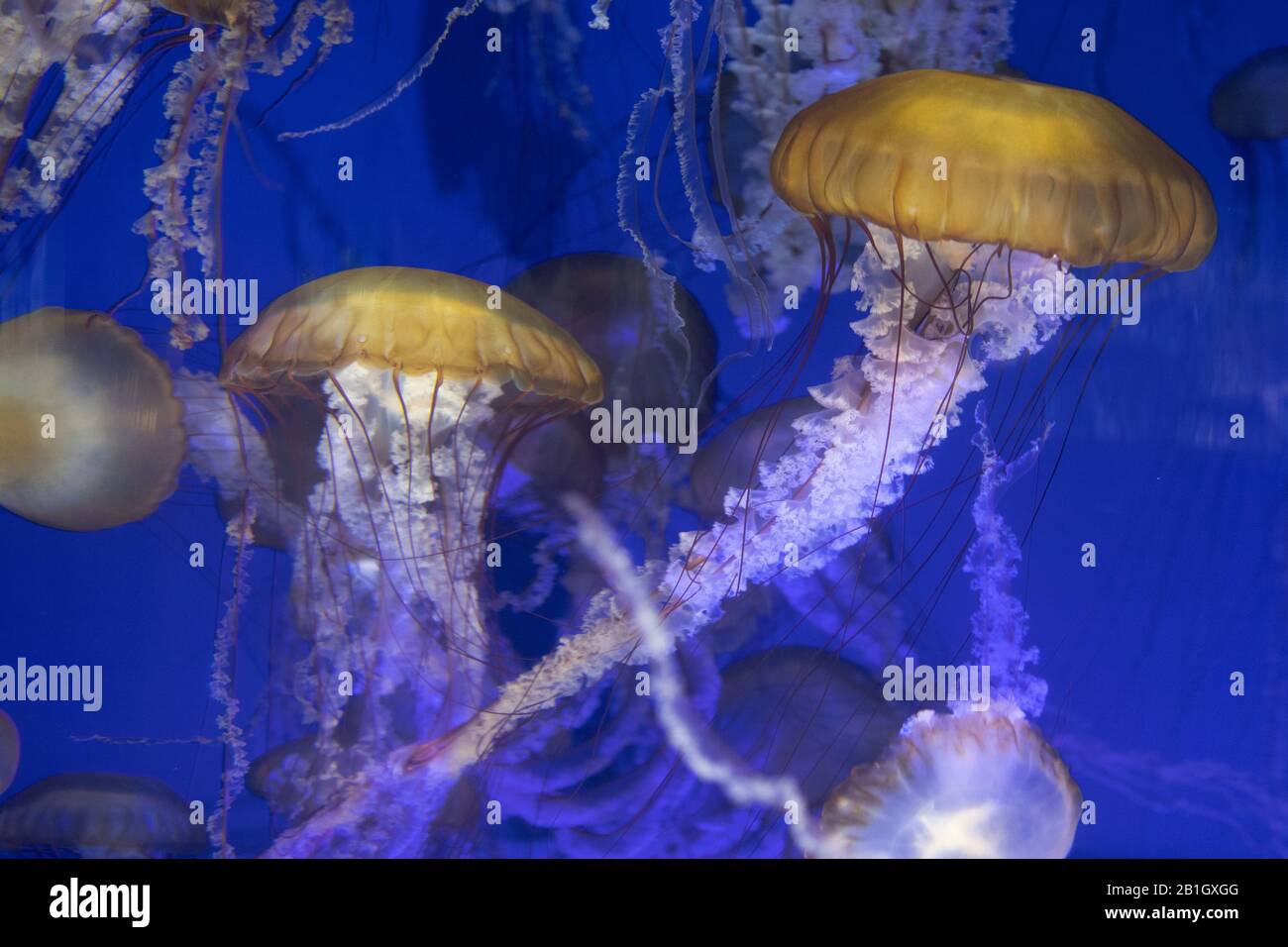 Pacific sea nettle, West Coast sea nettle (Chrysaora fuscescens ), swimming group, USA, California Stock Photo