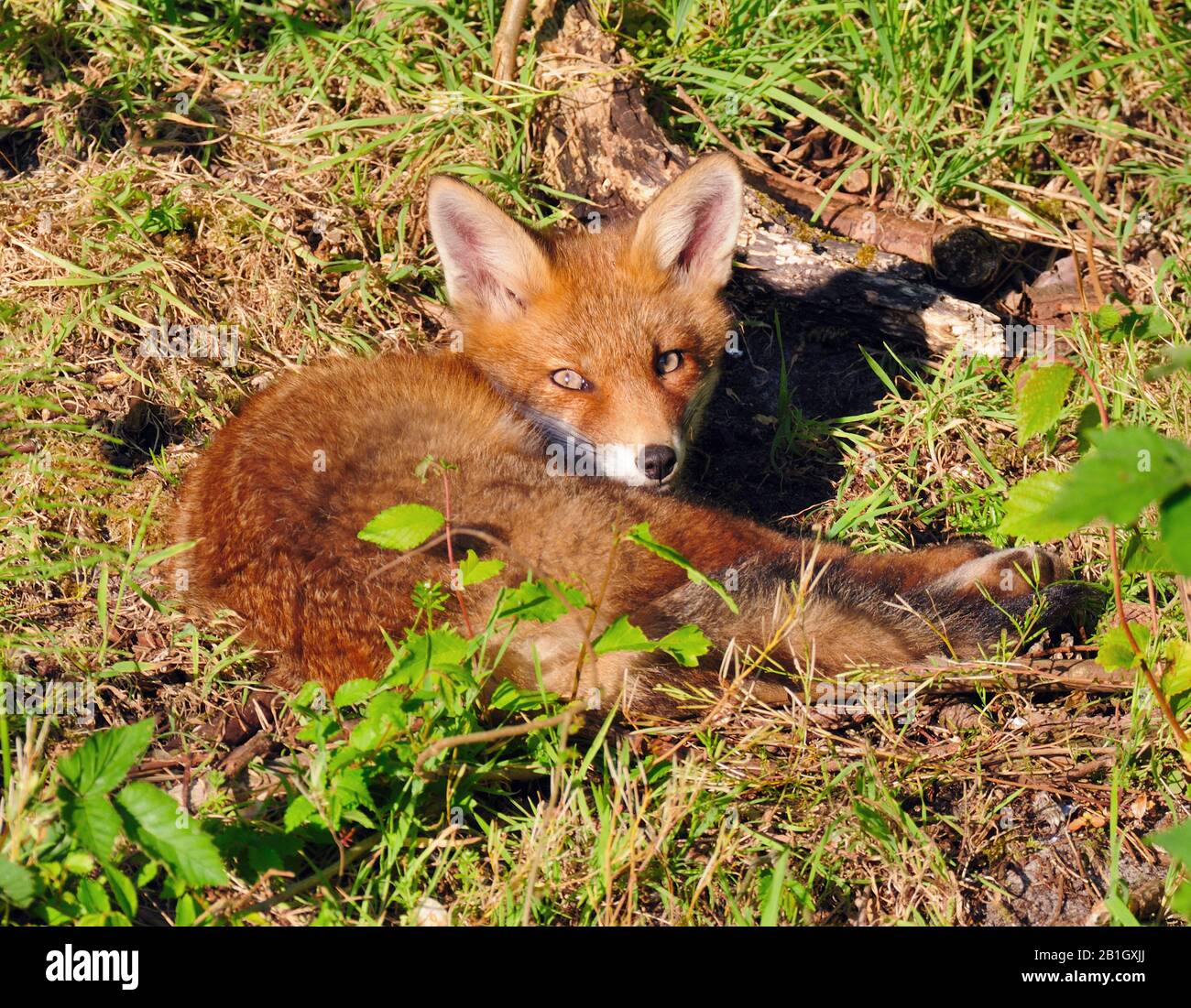 red fox (Vulpes vulpes), resting in a meadow, Netherlands, Northern Netherlands Stock Photo