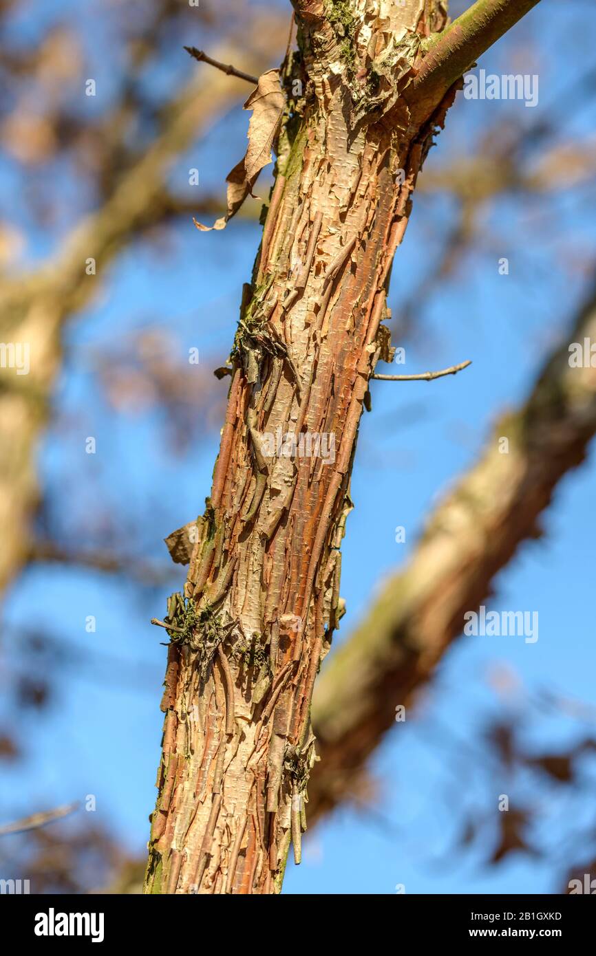 rough-barked maple, Three-flowered Maple (Acer triflorum), trunk, Czech Republic, Prague Stock Photo