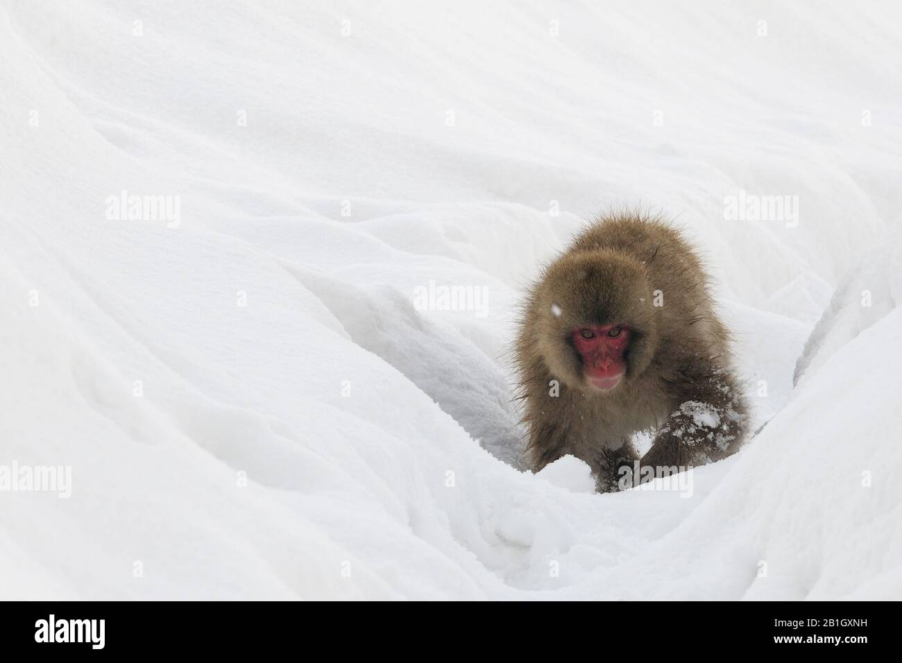 Japanese macaque, snow monkey (Macaca fuscata), youngster in snow, Japan, Nagano, Jigokudani Yaen Koen Stock Photo