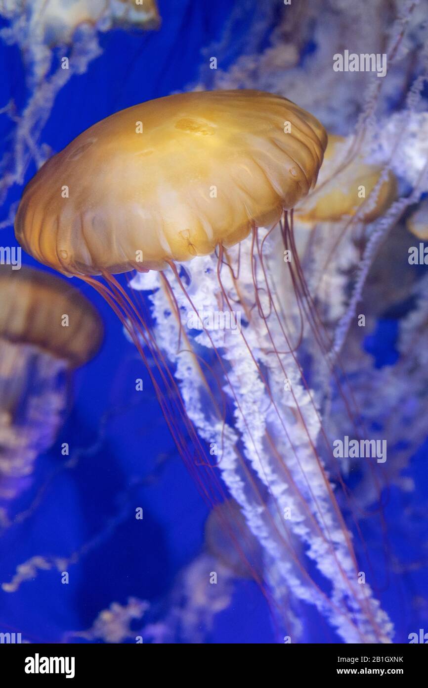 Pacific sea nettle, West Coast sea nettle (Chrysaora fuscescens ), swimming , USA, California Stock Photo
