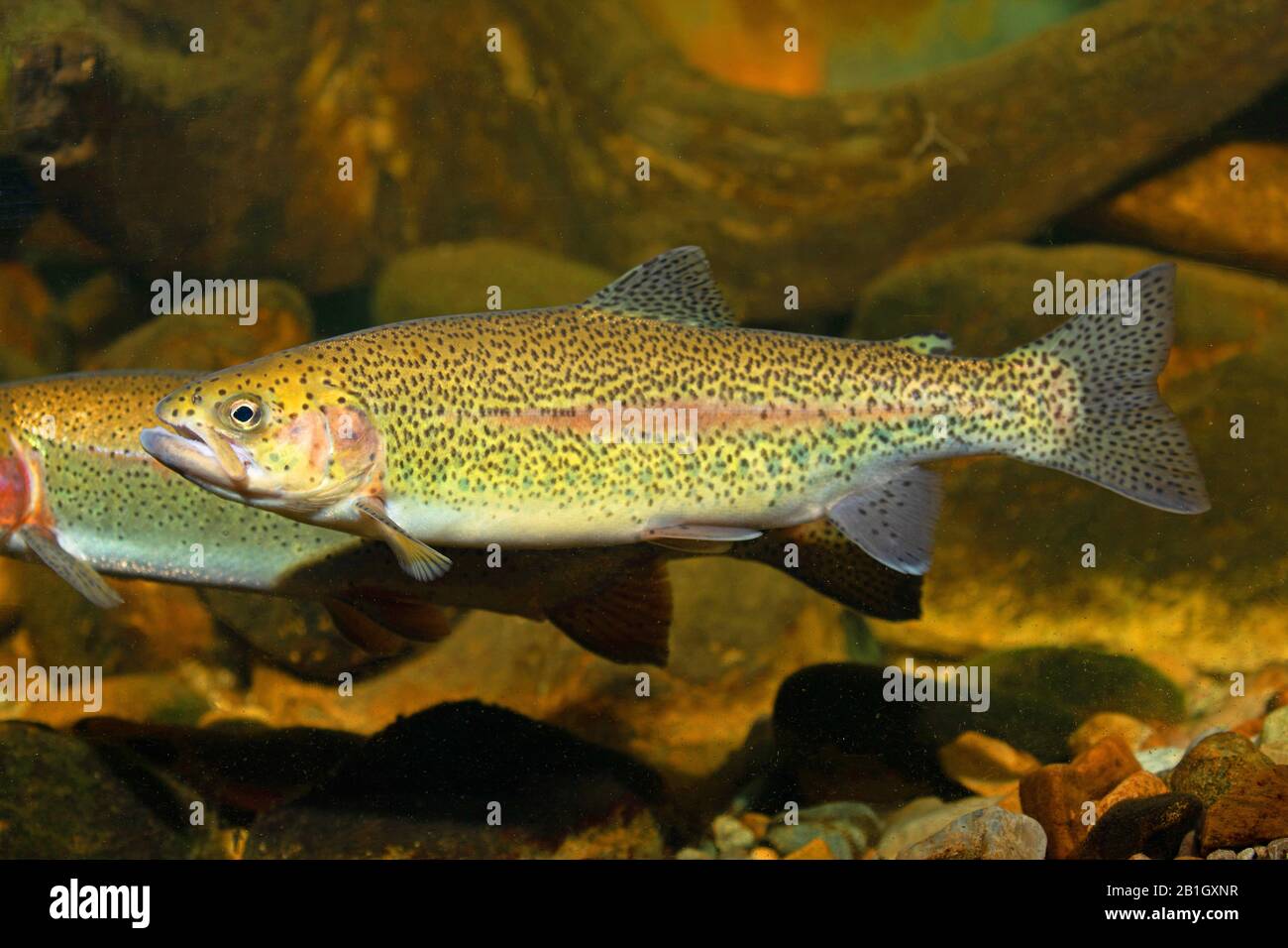 rainbow trout (Oncorhynchus mykiss, Salmo gairdneri), swimming, side view, Germany Stock Photo