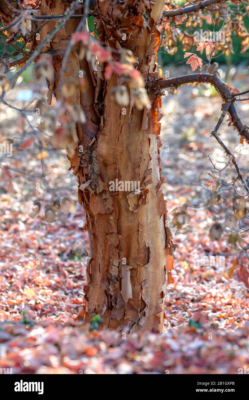 paperbark maple (Acer griseum), trunk, bark Stock Photo
