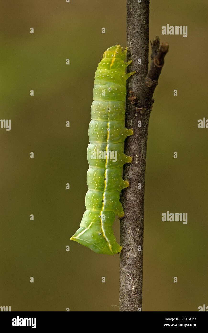 Copper Underwing, Humped Green Fruitworm, Pyramidal Green Fruitworm (Amphipyra pyramidea, Noctua pyramidea), caterpillar, Netherlands, Gelderland Stock Photo