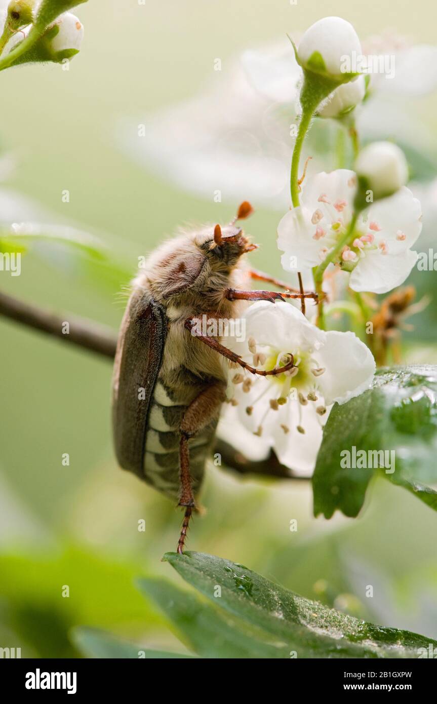 Common cockchafer, Maybug, Maybeetle (Melolontha melolontha), on a flower, Netherlands, Northern Netherlands Stock Photo