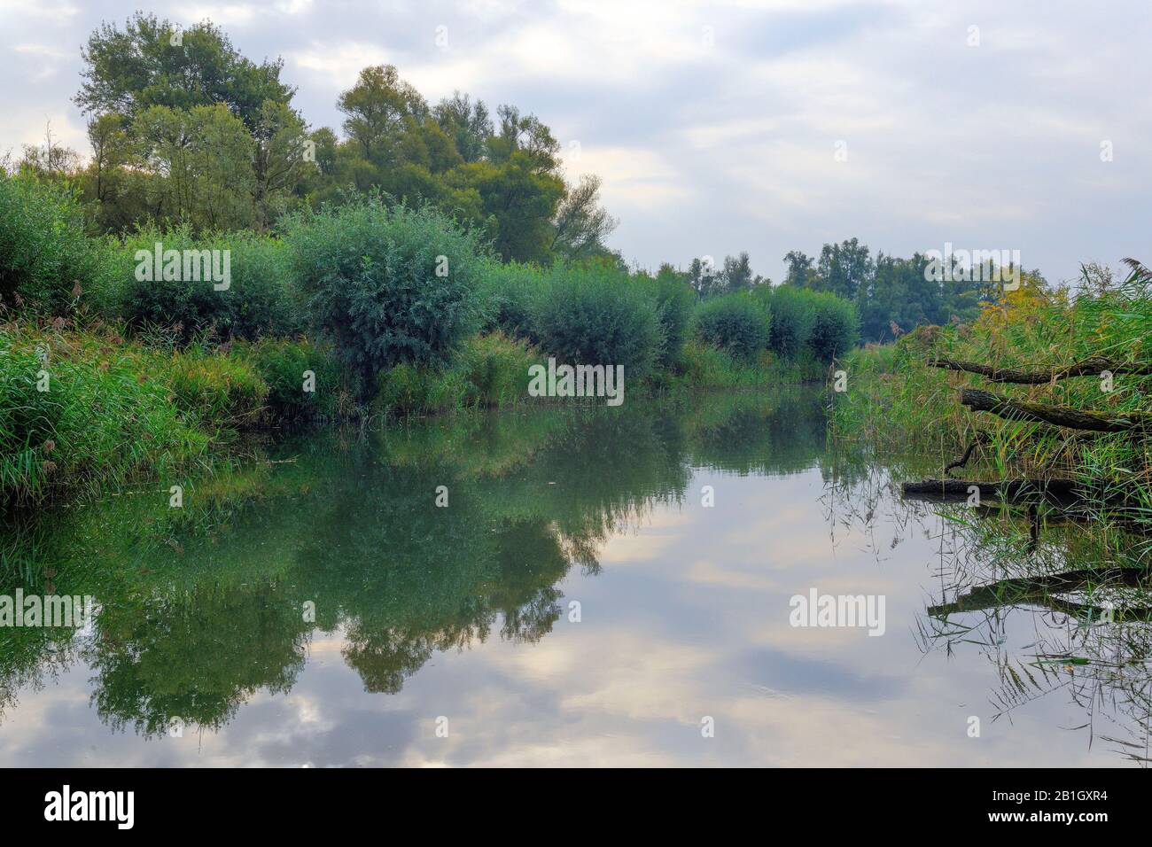 wetlands De Biesbosch, Netherlands, De Biesbosch National Park, Werkendam Stock Photo