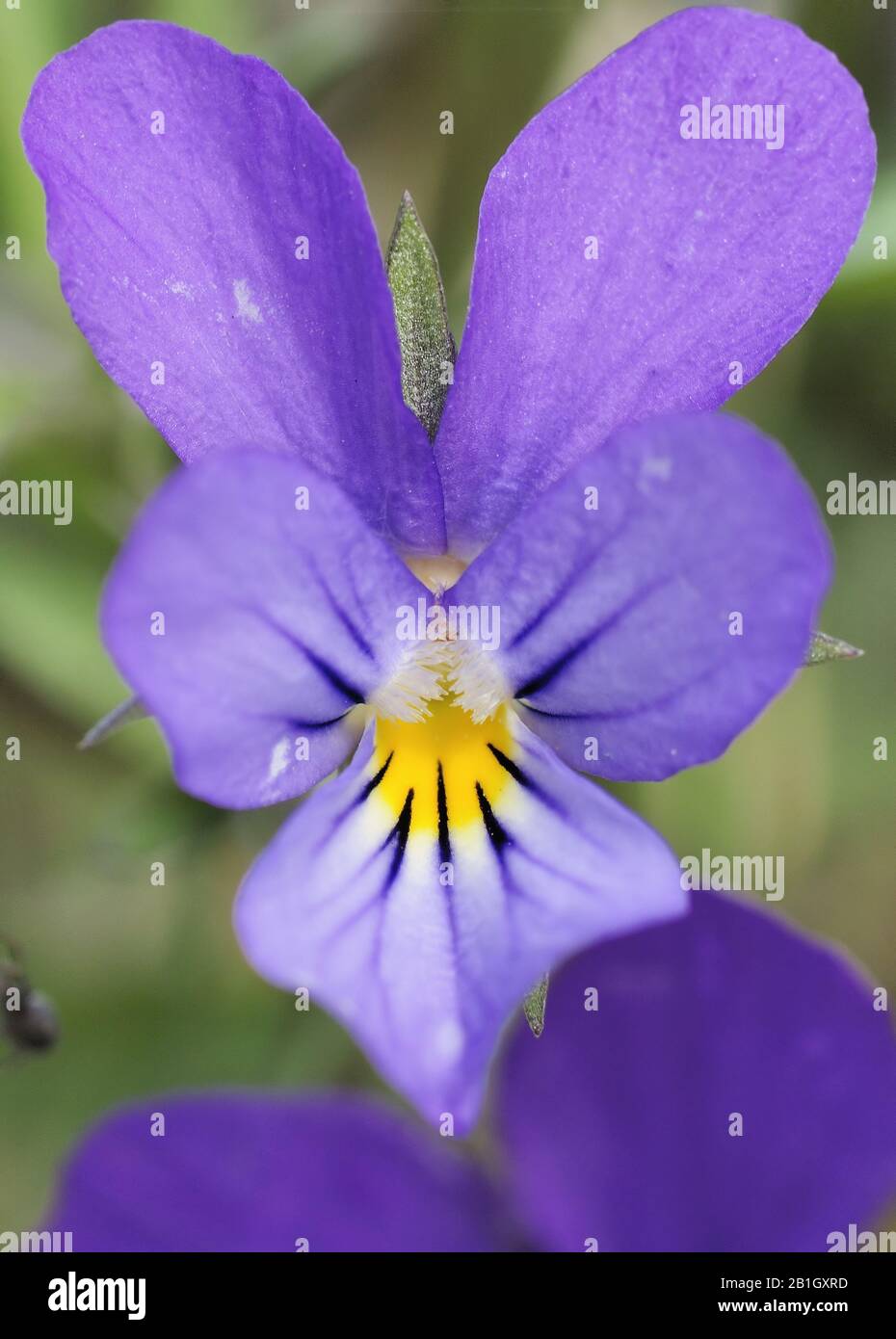 Sandy Pansy (Viola tricolor curtisii, Viola curtisii), flower, Netherlands, Texel Stock Photo