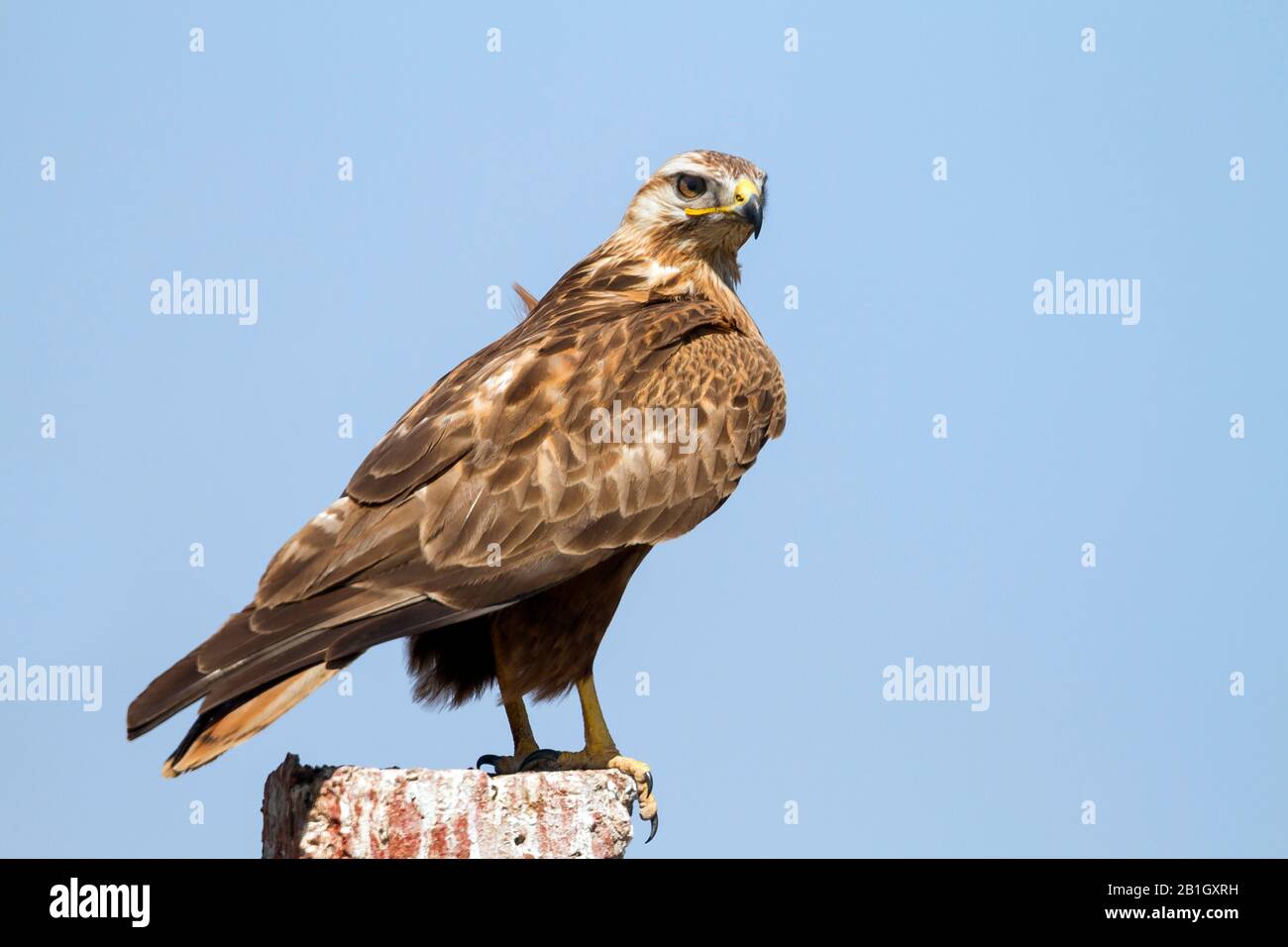 long-legged buzzard (Buteo rufinus), perching on a post, side view ...