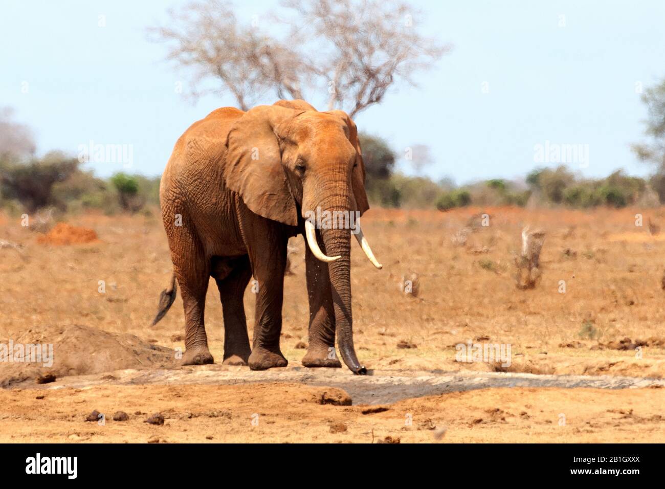 African elephant (Loxodonta africana), at waterhole, Kenya Stock Photo