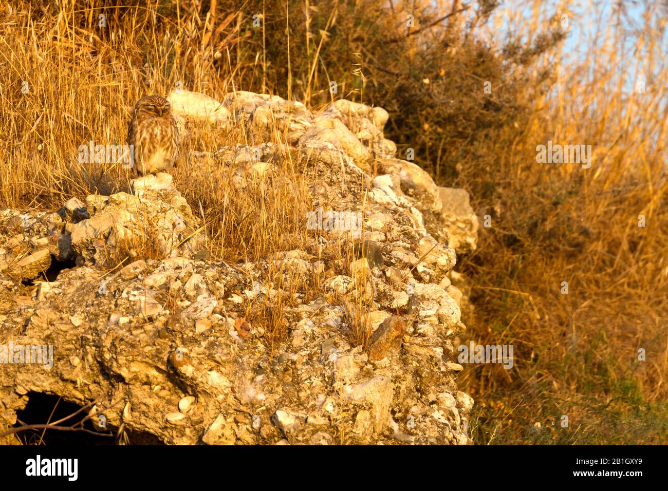 Lilith owl (Athene noctua lilith, Athene lilith), on a rock, Cyprus Stock Photo